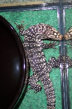 Argentine Black and White Tegu