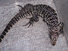 Argentine Black and White Tegu