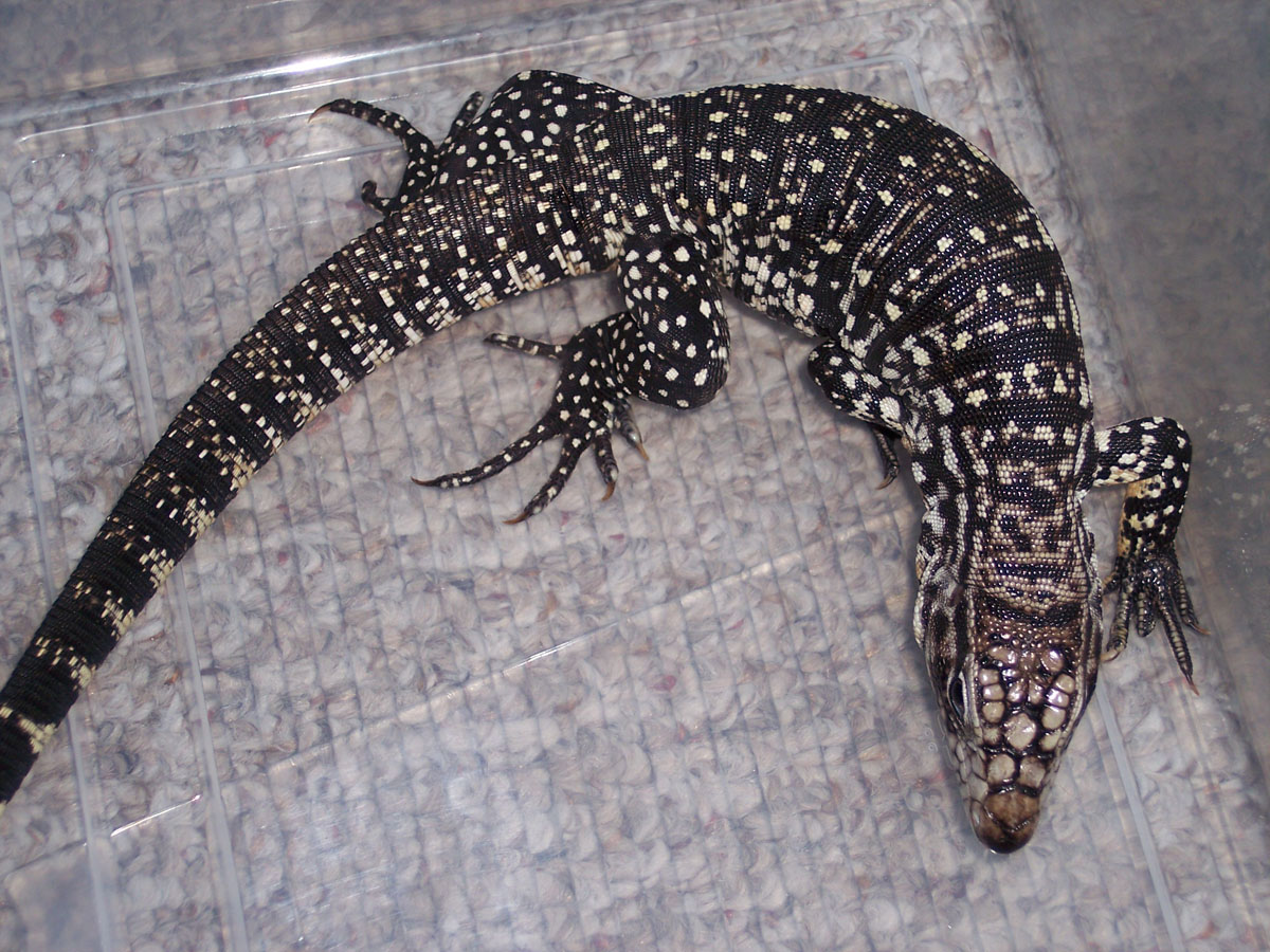Argentine Black and White Tegu