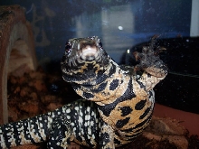 Argentine Black and White Tegu