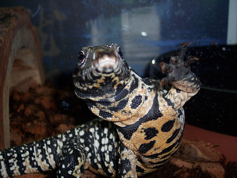 Argentine Black and White Tegu