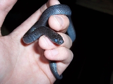 Mexican Black Kingsnake