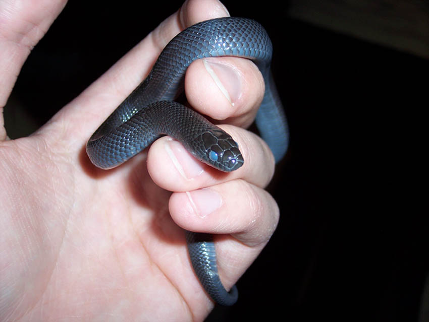 Mexican Black Kingsnake