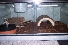 Argentine Black and White Tegus