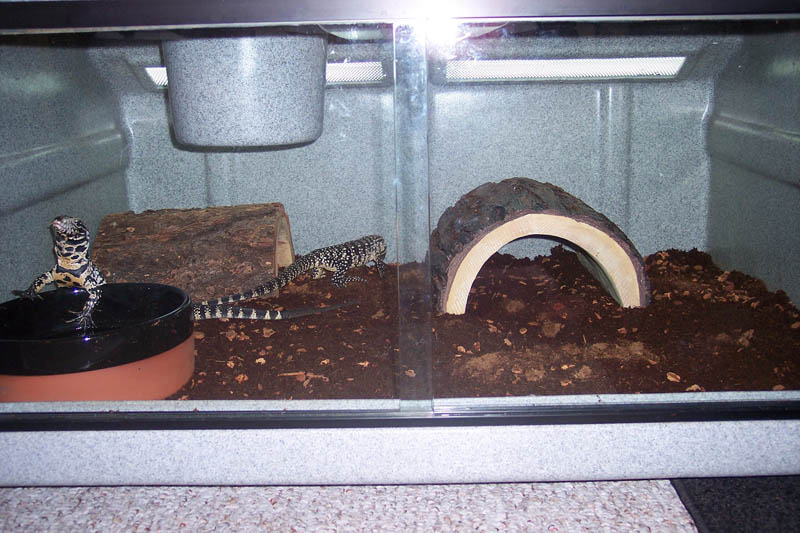 Argentine Black and White Tegus
