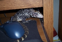 Argentine Black and White Tegu