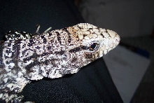 Argentine Black and White Tegu