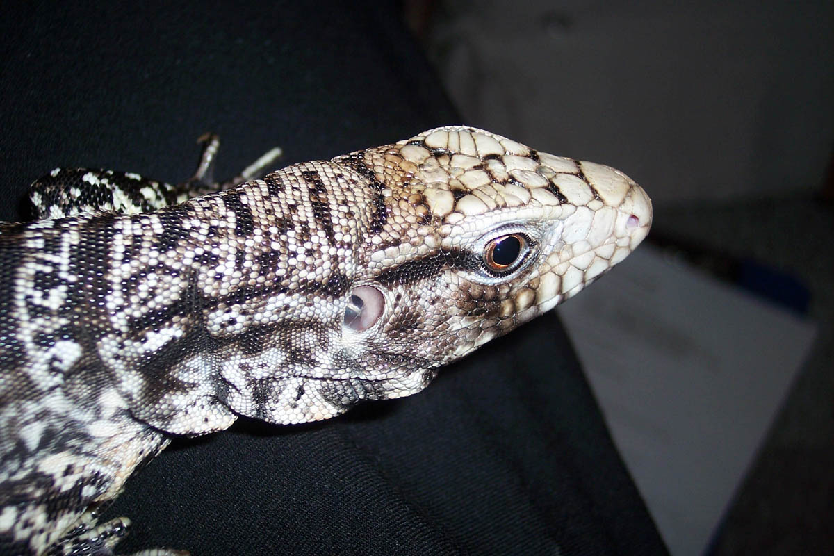 Argentine Black and White Tegu