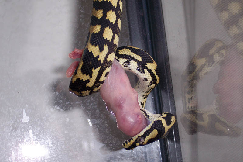 Feeding Jungle Carpet