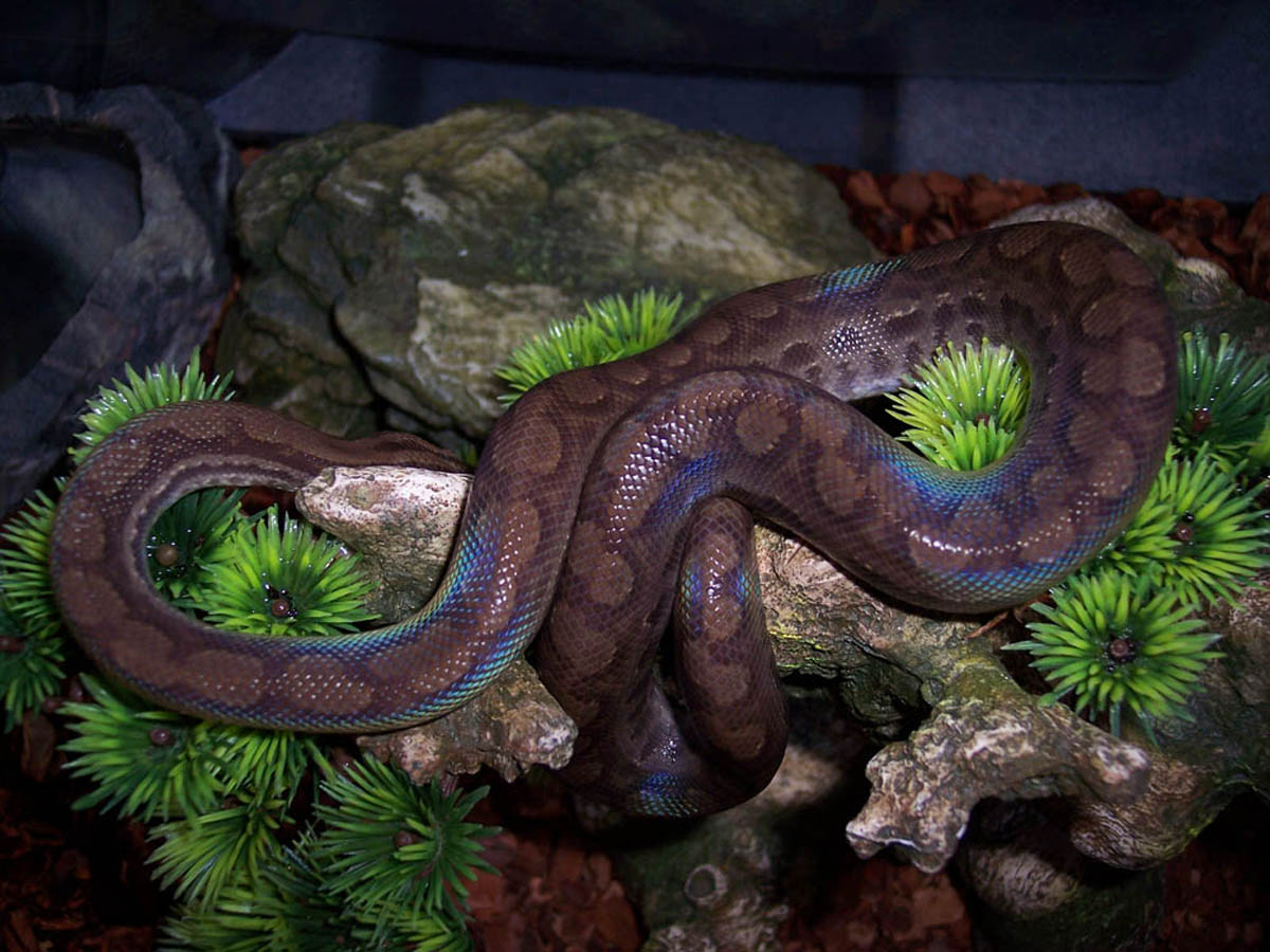 Venezuelan Rainbow Boa