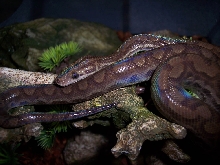 Venezuelan Rainbow Boa