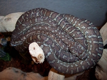 Centralian Pythons (M. Bredli)