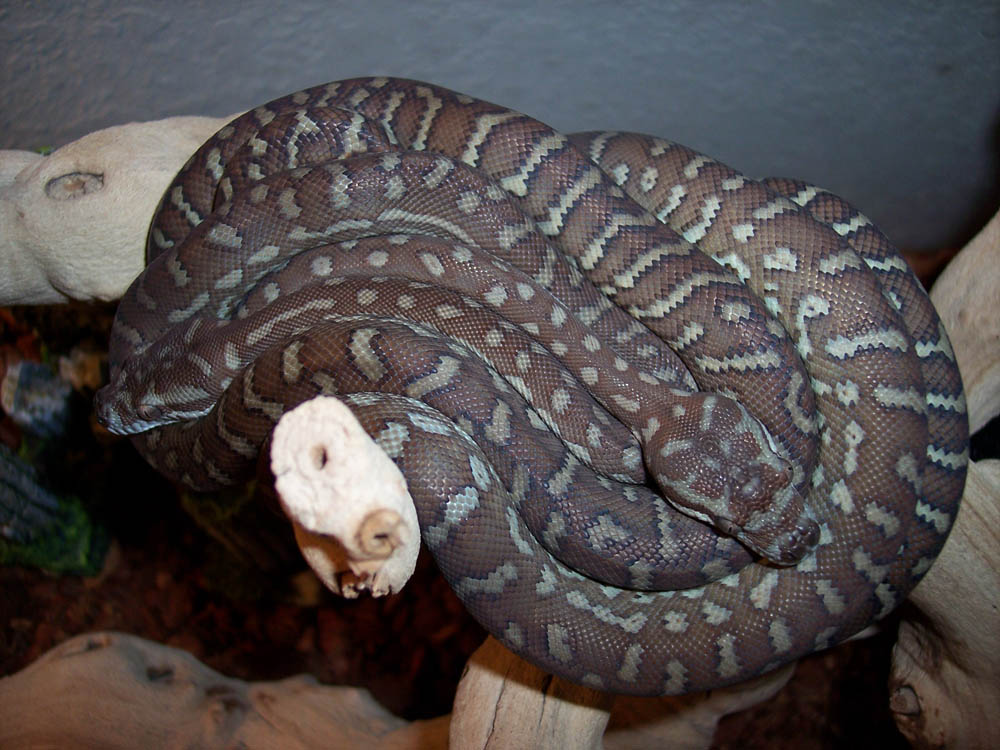 Centralian Pythons (M. Bredli)