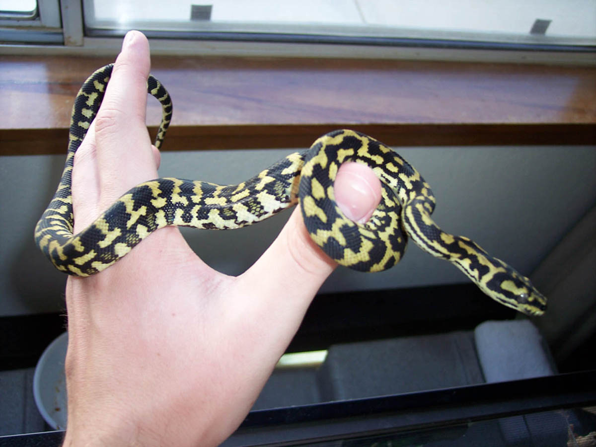 Jungle Carpet Python