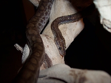 Venezuelan Rainbow Boa