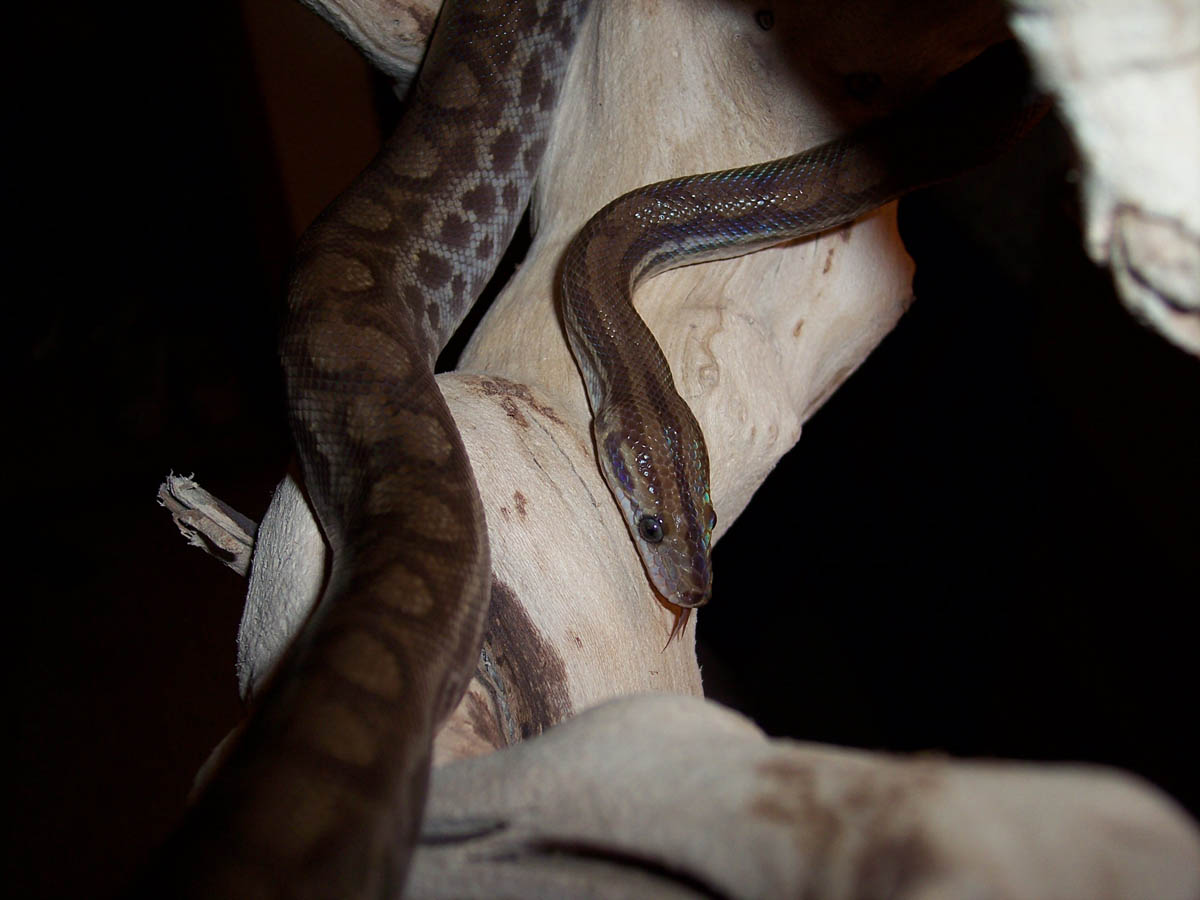 Venezuelan Rainbow Boa