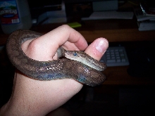Venezuelan Rainbow Boa