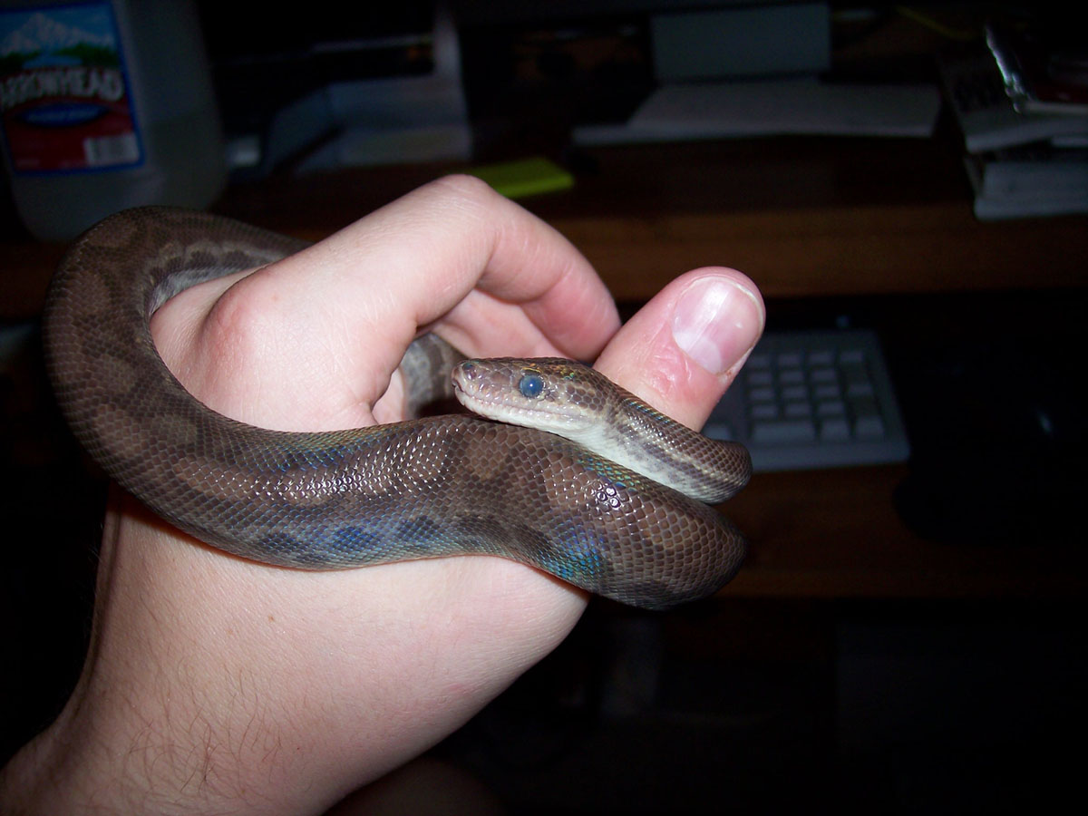 Venezuelan Rainbow Boa