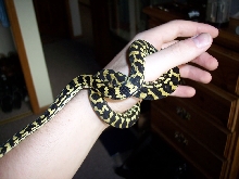 Jungle After Shed