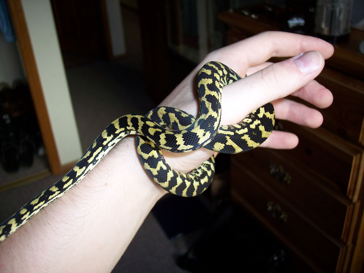 Jungle After Shed