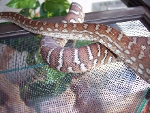 Centralian Python (M. Bredli)