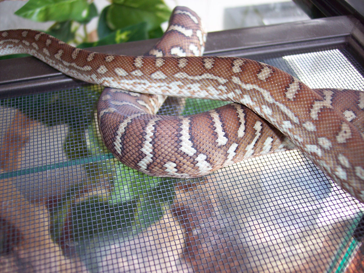Centralian Python (M. Bredli)