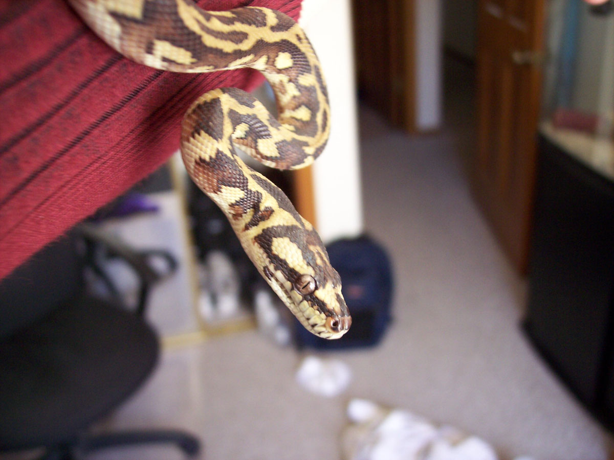 Irian Jaya Python
