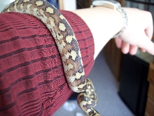 Irian Jaya Python