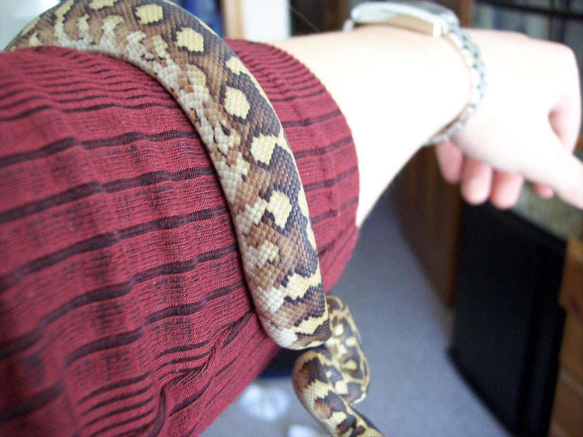 Irian Jaya Python