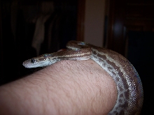 Venezuelan Rainbow Boa