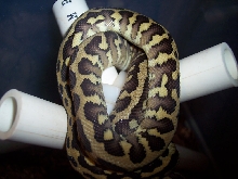 West Papuan Carpet Python