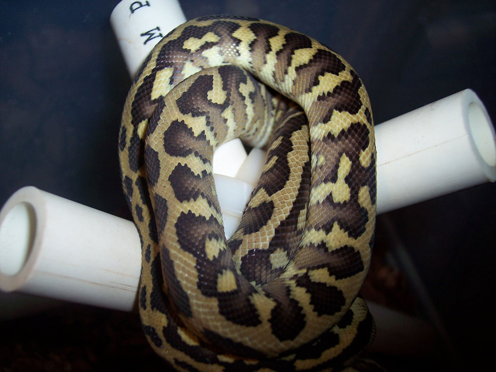 West Papuan Carpet Python