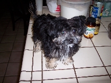 Poodle x Maltese x Shih Tzu