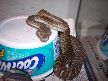 Morelia bredli