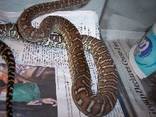 Morelia bredli