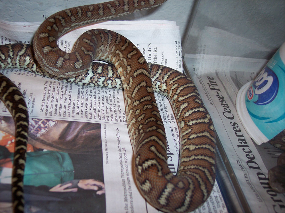 Morelia bredli