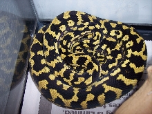 After Shed