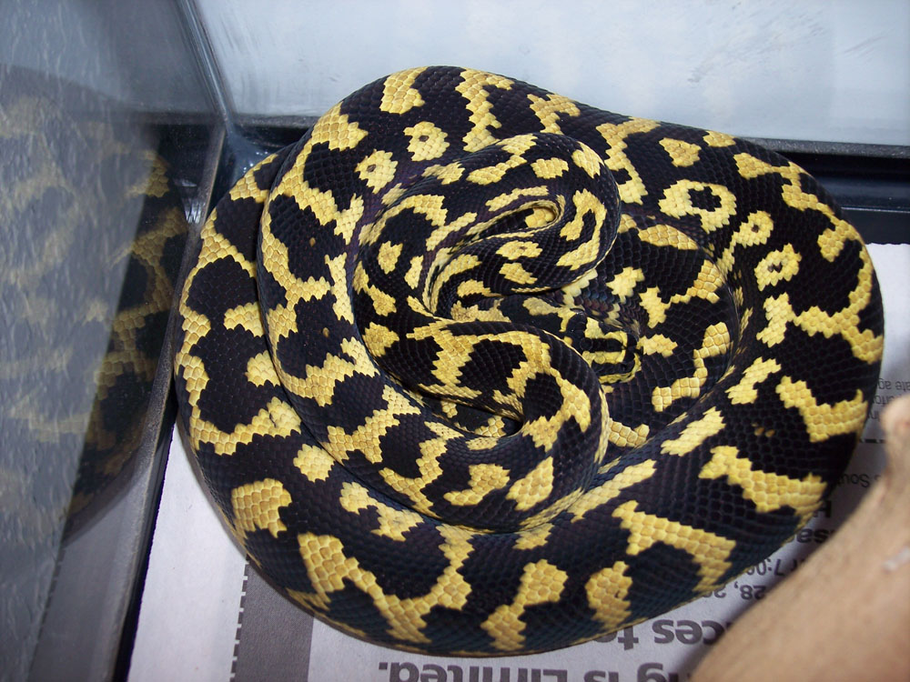 After Shed