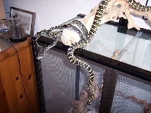 Future Breeders