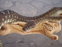 Female Bredli