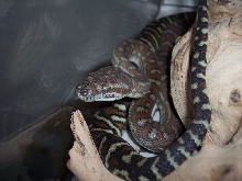 Male Bredli