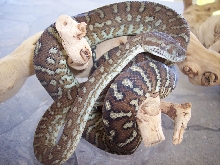 Male Bredli