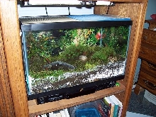 horned frog terrarium