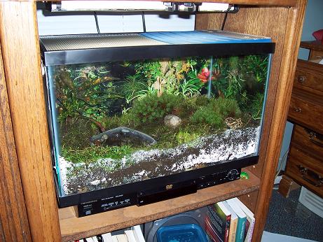 horned frog terrarium