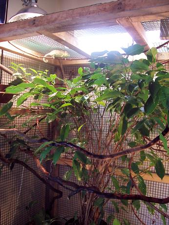 cham enclosure