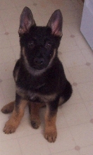 Brandy Sitting Pretty