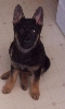 Brandy, my GSD puppy