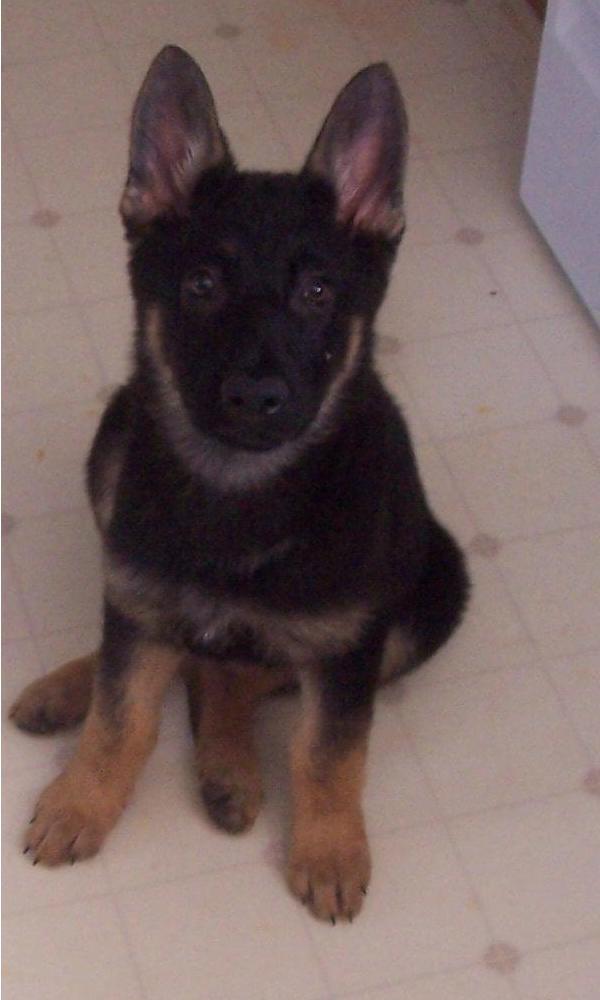 Brandy, my GSD puppy