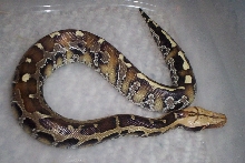 baby borneo