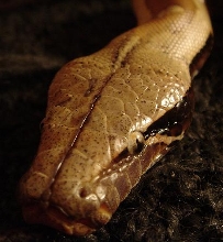 Logan, male red blood python